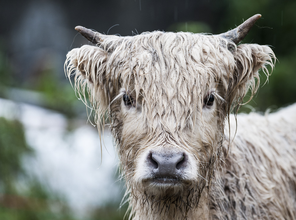 8. Platz Johann Kerler